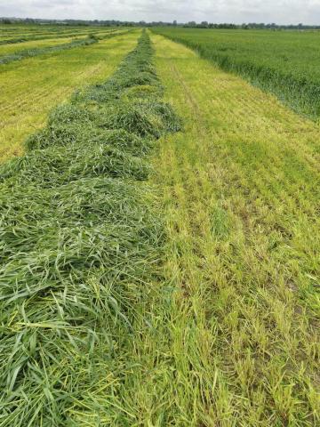 Марий Эл поле трава заготовка кормов