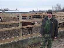 корова фермер Простяков Калуга