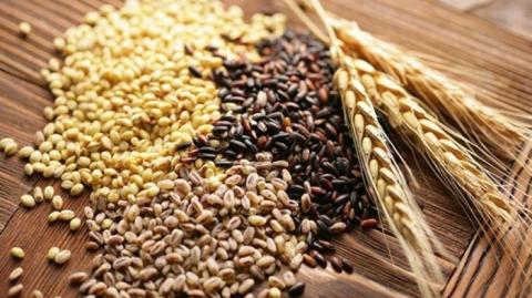 зерна колос пшеница