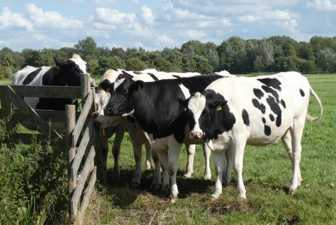 коровы пастбище трава стойло