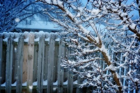 сад забор дерево зима