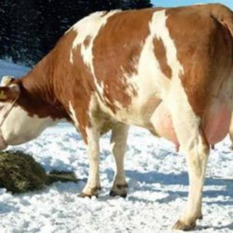 Корова снег кормление