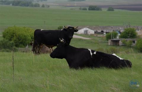 коровы поле коровник