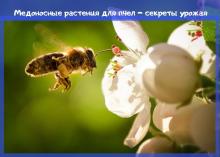 медоносные растения для пчел – секреты урожая