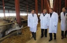 В Ростовской области открылась молочно-товарная ферма на 800 коров