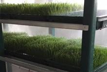 Зеленый корм в гидропонных установках выращивают в Ставропольском К(Ф)Х