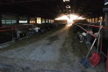 коровы стойло ферма