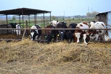 ферма коровы стойло сено корм