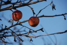 яблоки на яблоне зимой