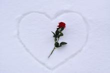 роза в снегу зима сердце