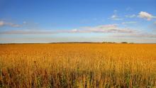 поле пшеница колосья