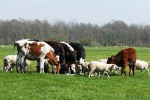 животноводство коровы овцы